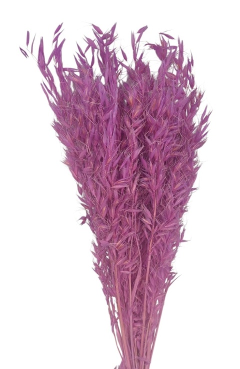 Owies dziki Avena selvatica – 100 g, kolor: różowy