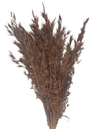 Divý ovos Avena selvatica – 100 g, farba: hnedá