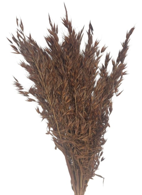 Owies dziki Avena selvatica – 100 g, kolor: brązowy