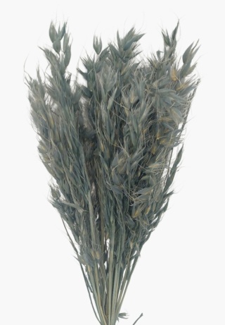 Divý ovos Avena selvatica – 100 g, farba: modrosivá