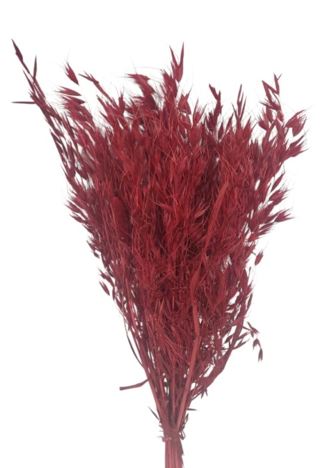 Owies dziki Avena selvatica – 100 g, kolor: bordo