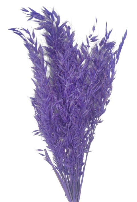 Owies dziki Avena selvatica – 100 g, kolor: fioletowy