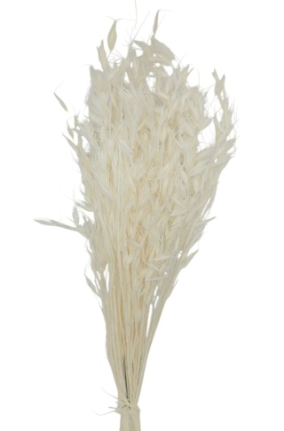 Owies dziki Avena selvatica – 100 g, kolor: bielony