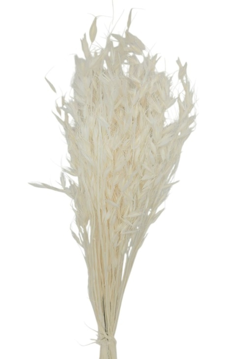 Owies dziki Avena selvatica – 100 g, kolor: bielony