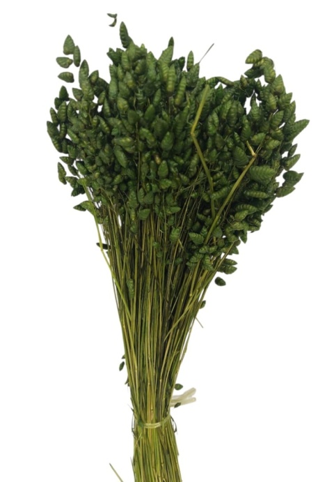 Briza max 100g zielony