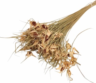 Capim estela 100g natura