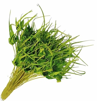 Capim estela 100g zielony