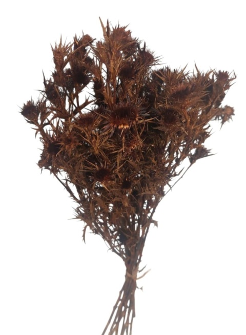 Cardo giallo 100g brąz