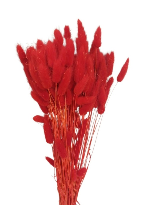 Lagurus 100g czerwony