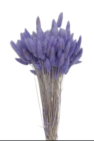 Lagurus 100g fioletowy