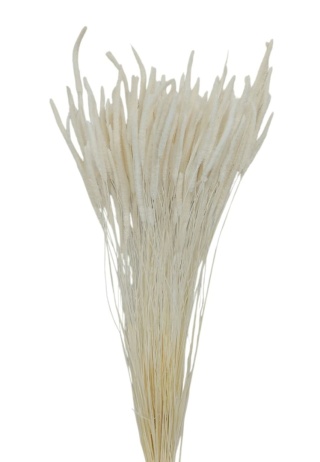 Phleum code 100g bielony