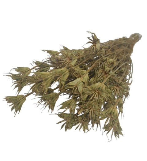 Černuška východná Nigella orientalis – 100 g, farba: prírodná