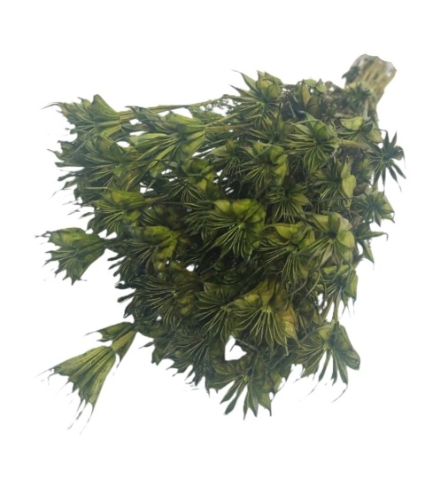 Czarnuszka orientalna Nigella orientalis – 100 g, kolor: zielony