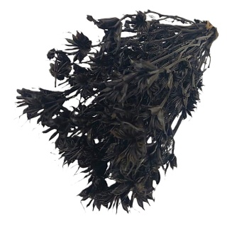 Nigella orientalis 100g czarny