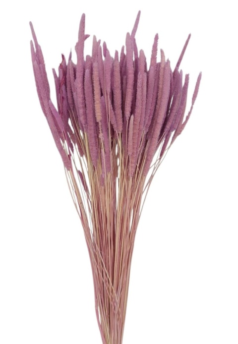 Phleum code 100g różowy