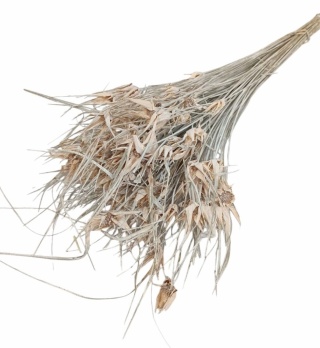 Capim estela 100g bielony