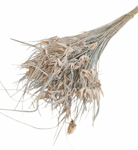 Hviezdicová tráva Capim Estela – 100 g, farba: bielená