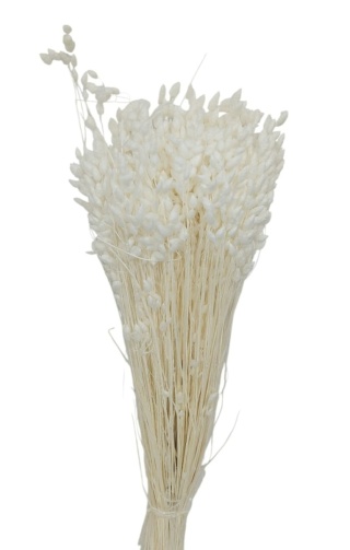 Briza max 100g bielony