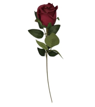 Róża gałązkowa 60cm - czerwień