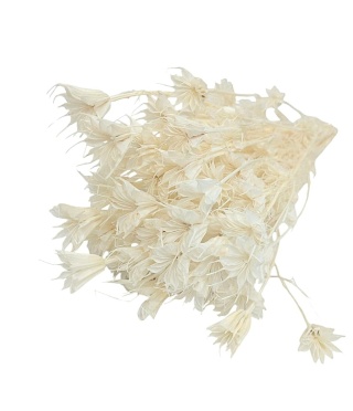 Černuška východná Nigella orientalis – 100 g, farba: bielená