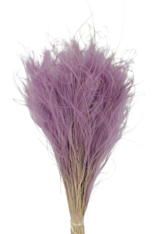 Stipa pennata 50g róż