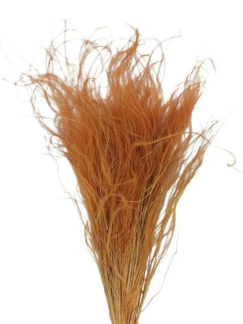 Stipa pennata 50g rudy