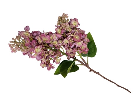 Šeřík – 68 cm, lila, růžová