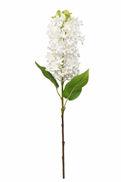 Šeřík, větvička – bílá 55 cm