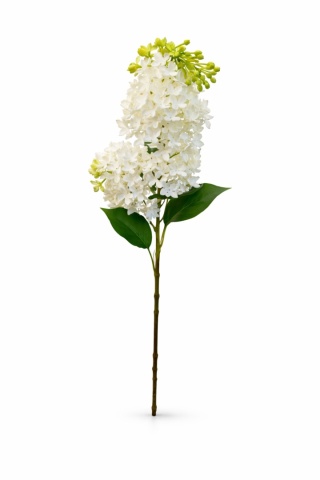 Bez gałązkowy (gumowy) – 65cm, krem