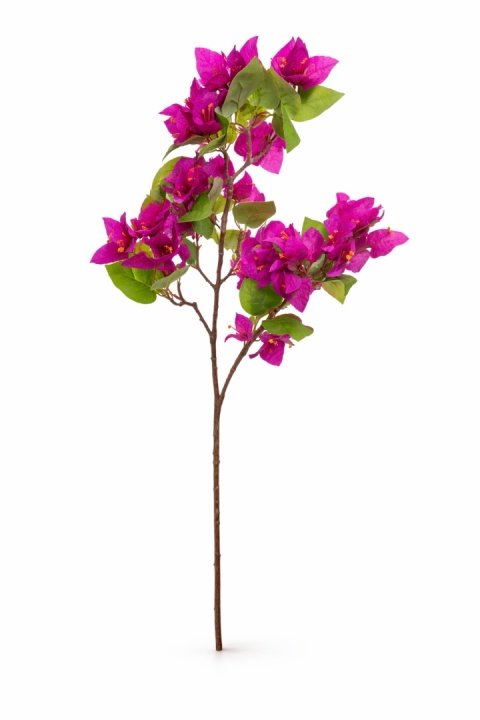 Bugenwilla gałązkowa - 85cm, fiolet
