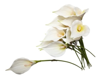 Calla pojedyńcza 62 cm