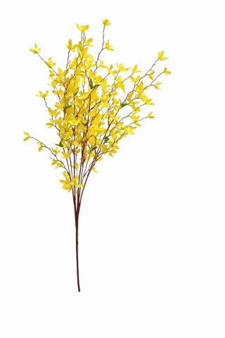 Forsycja 70cm - żółty