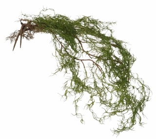 Girlanda korzeń 90 cm