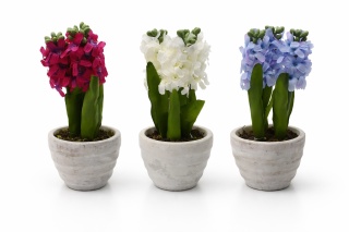 Hiacynt w betonowej doniczce 28cm - 3 kolory