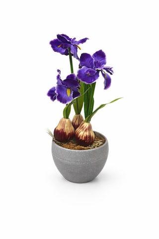 Irys w betonowej doniczce 23cm