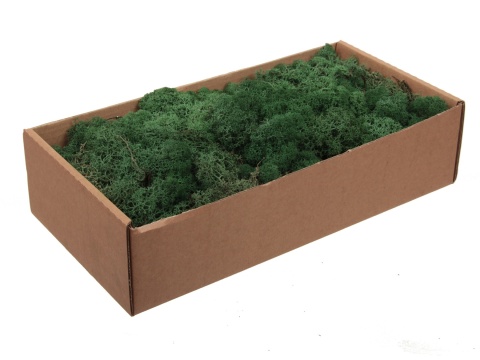 Mech chrobotek reniferowy, 500g, ciemna zieleń