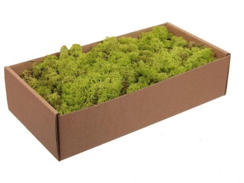 Mech chrobotek reniferowy, 500g, jasnozielony