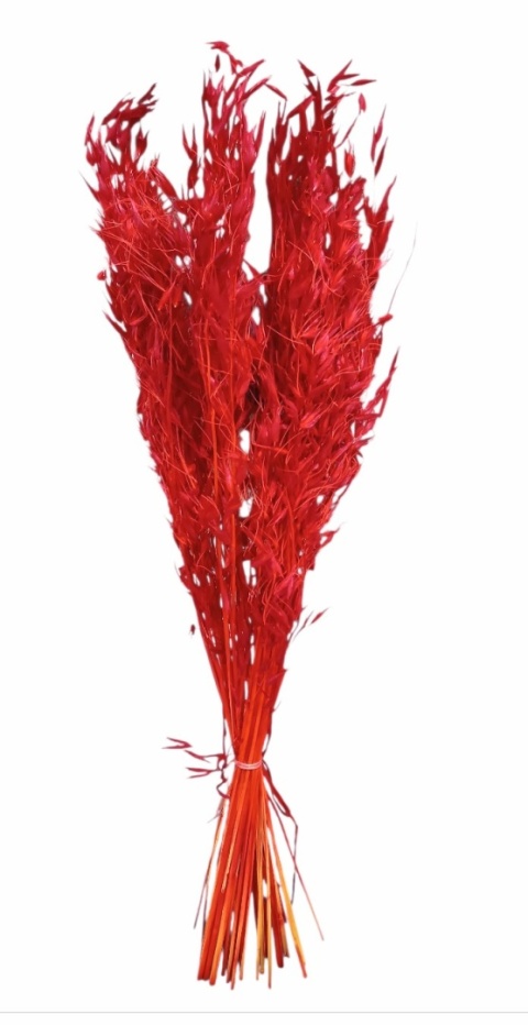 Owies dziki Avena selvatica – 100 g, kolor: rosso
