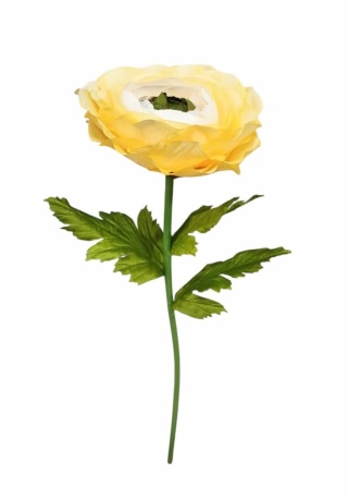 Jaskier (ranunculus) gigant 125 cm