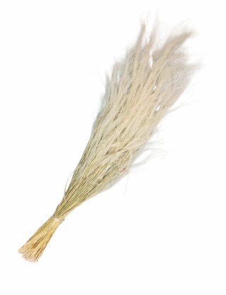 Stipa pennata 50g naturale