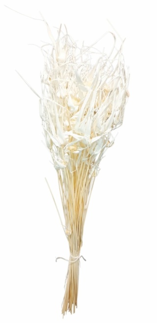Star grass Capim Estela - 100 g, bianco color