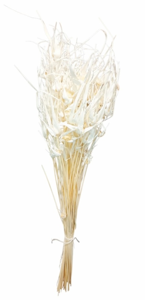 Trawa gwiaździsta Capim Estela – 100 g, kolor: bianco