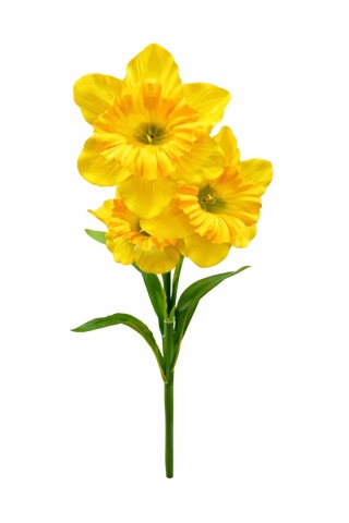 Żonkil potrójny – 70 cm, żółty