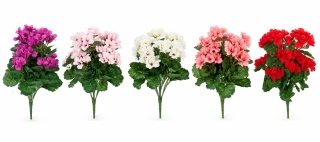 Pelargonia - bukiet, 45cm x 20cm, mix kolorów (karton)