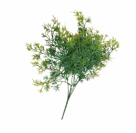 Asparagus 38 cm