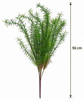 Asparagus 56 cm