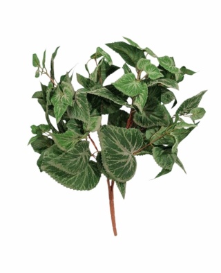 BEGONIA LIŚCIE 45 cm