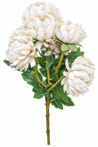 Chryzantema gałązkowa - 55cm, biały krem