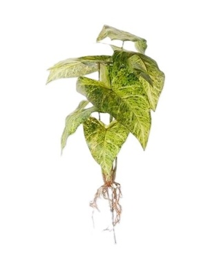 Syngonium pik 45 cm