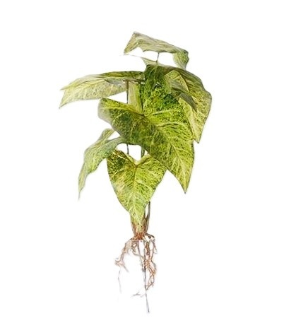 Syngonium pik 45 cm